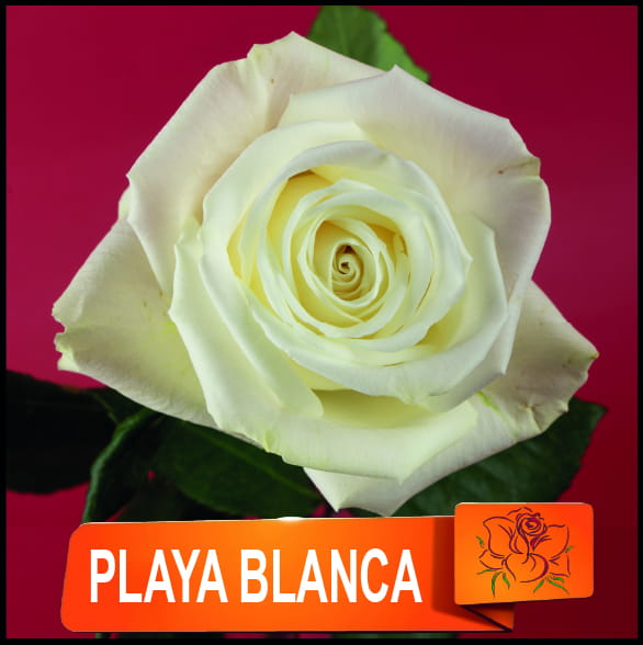 PLAYA BLANCA – Quimbiamba Flowers